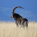 Hunting Adventure: Pursuing the Prince of the Plains | An Official Journal Of The NRA