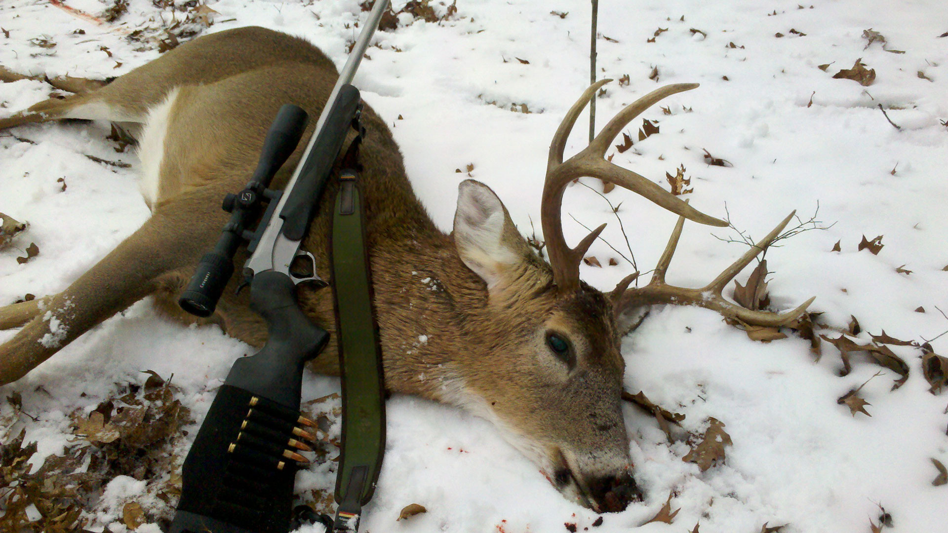 Whitetail buck shot with a 35 Whelen 225 GameKing. Rifle leaned on him.