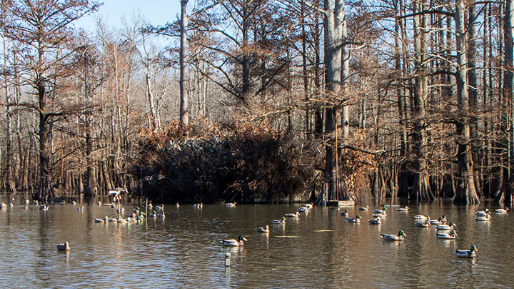 Duck blind on pond with decoy spread