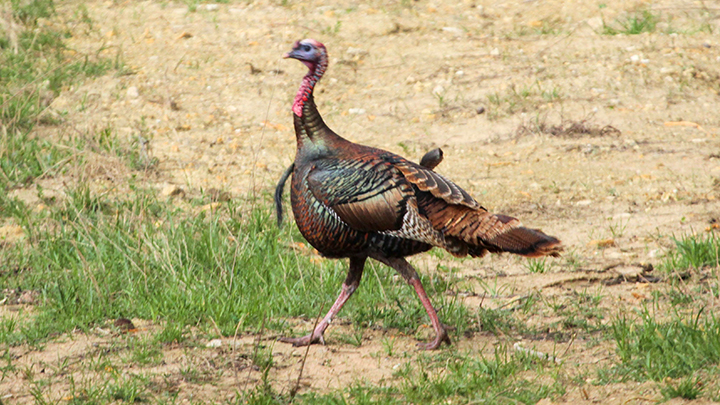 Male wild turkey running
