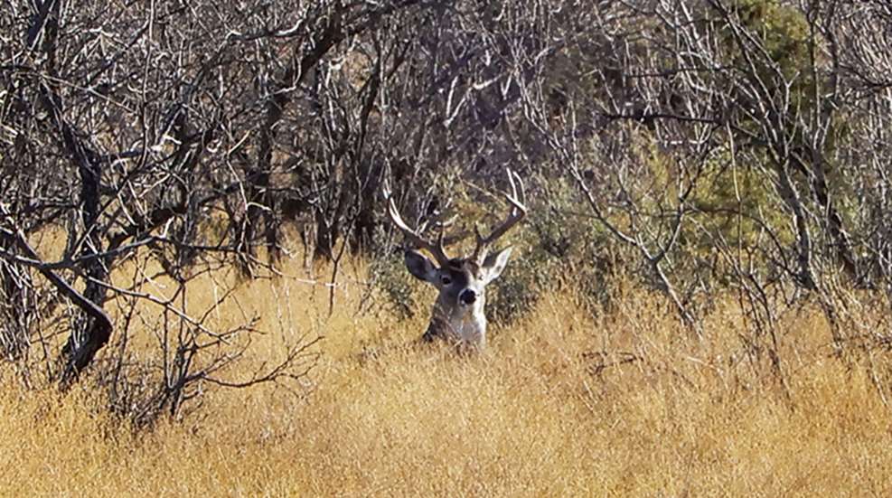 hunt-overlooked-edges-for-whitetail-ambushes_lead.jpg