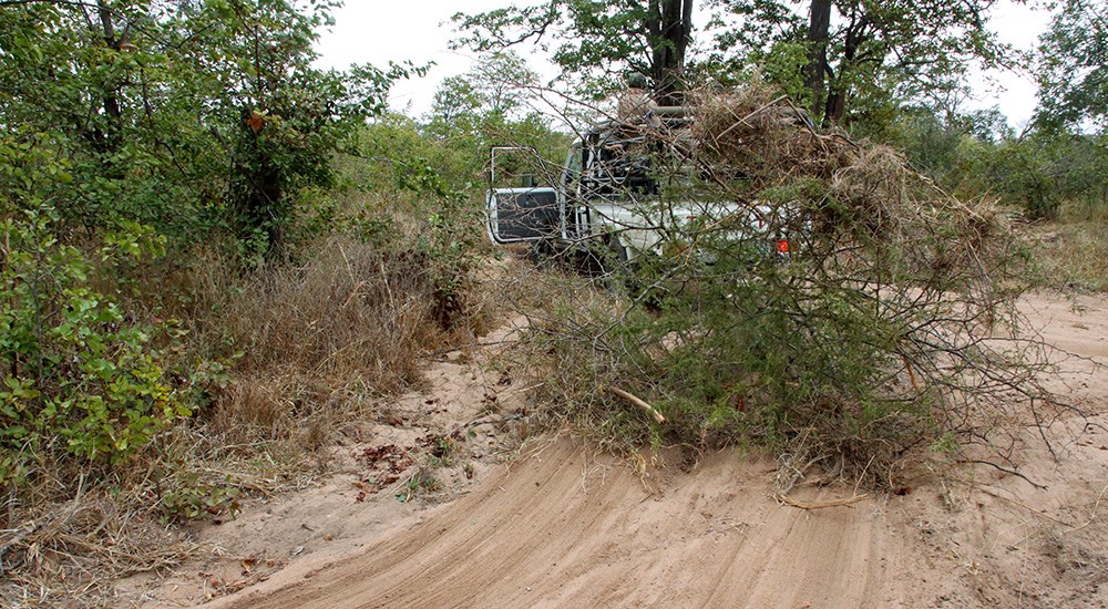 African Professional Hunters Smoothing Roads to Check for Game Tracks