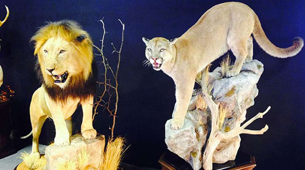 taxidermy.jpg