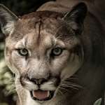 Mountain Lion
