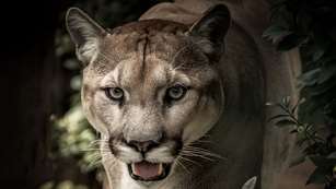 Mountain Lion