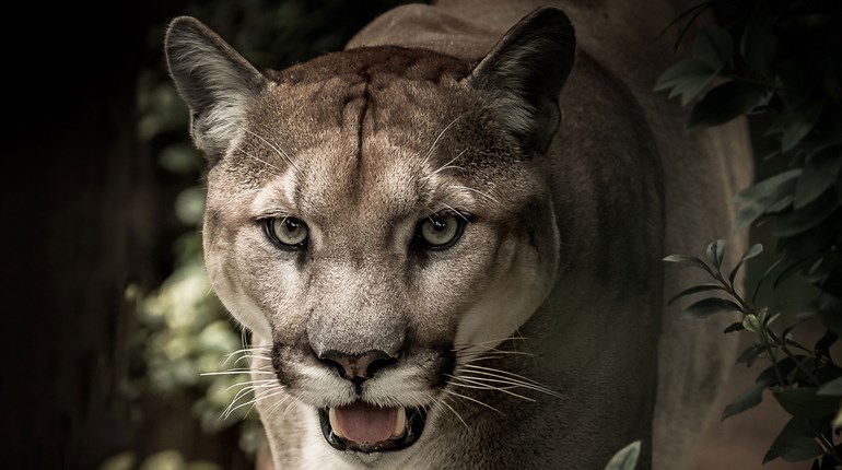 Colorado Mountain Lion Hunting Ban Makes Ballot | An Official Journal Of The NRA