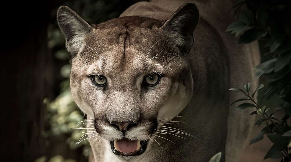 Mountain Lion