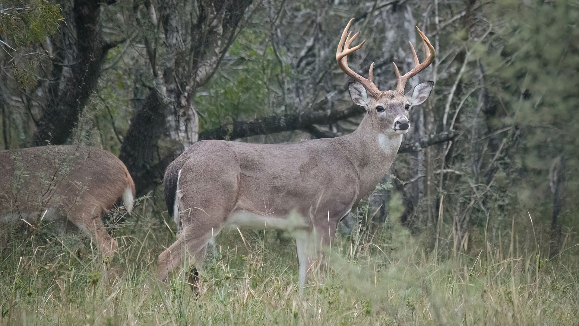 Whitetail Buck In Woodland