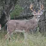 Hunting October Whitetails | An Official Journal Of The NRA