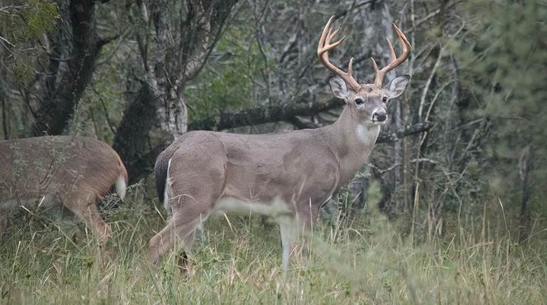 Hunting October Whitetails | An Official Journal Of The NRA