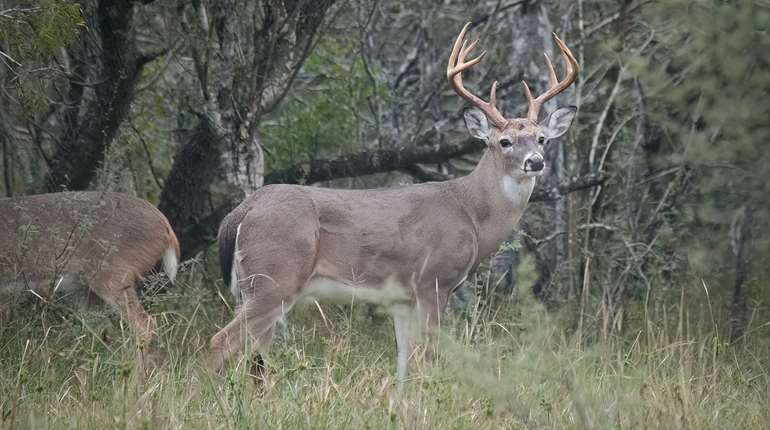 Whitetail Buck In Woodland
