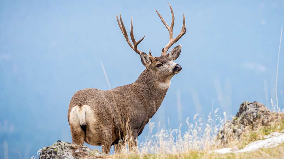 Idaho Redemption Lead