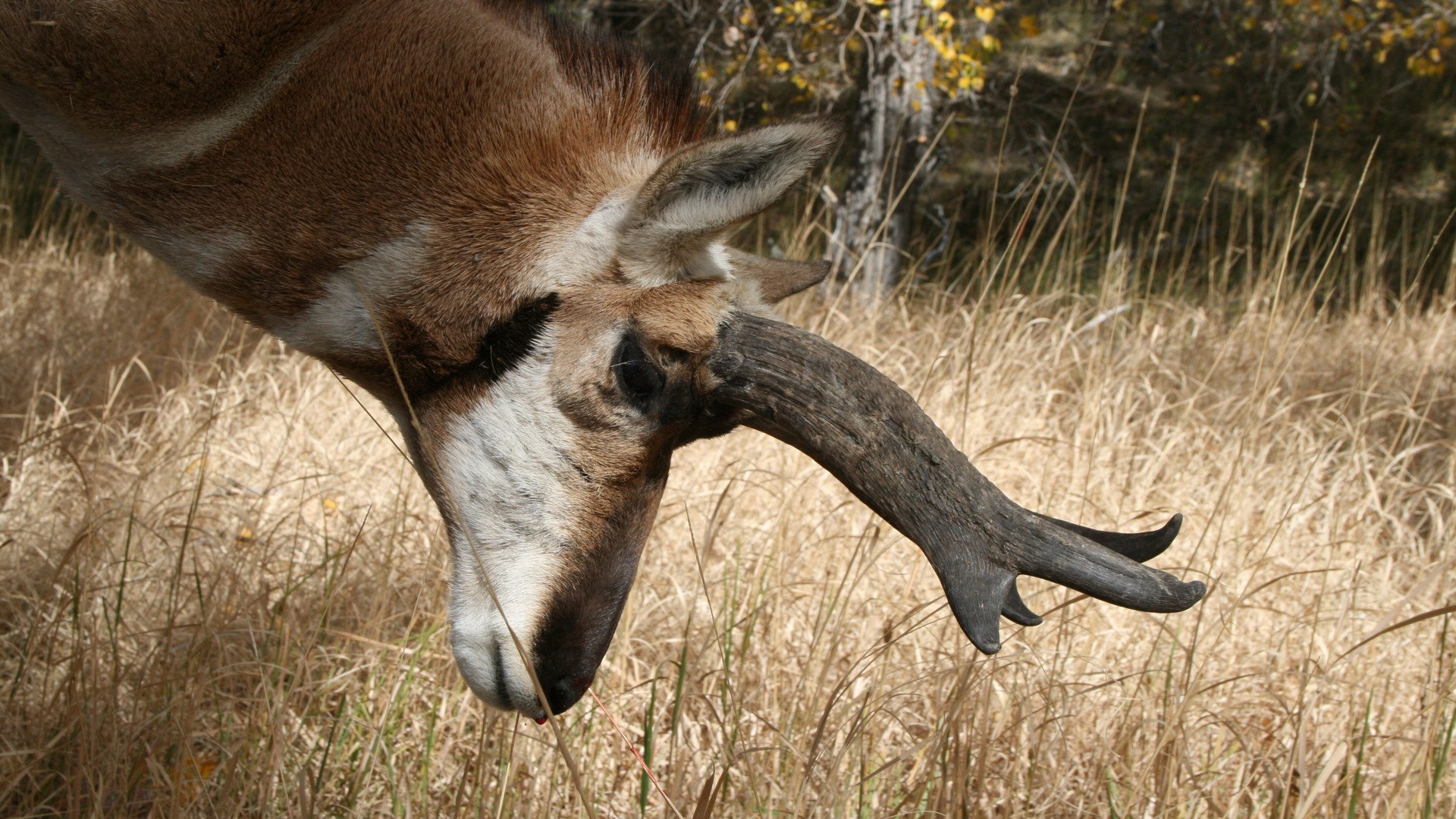 Pronghorn