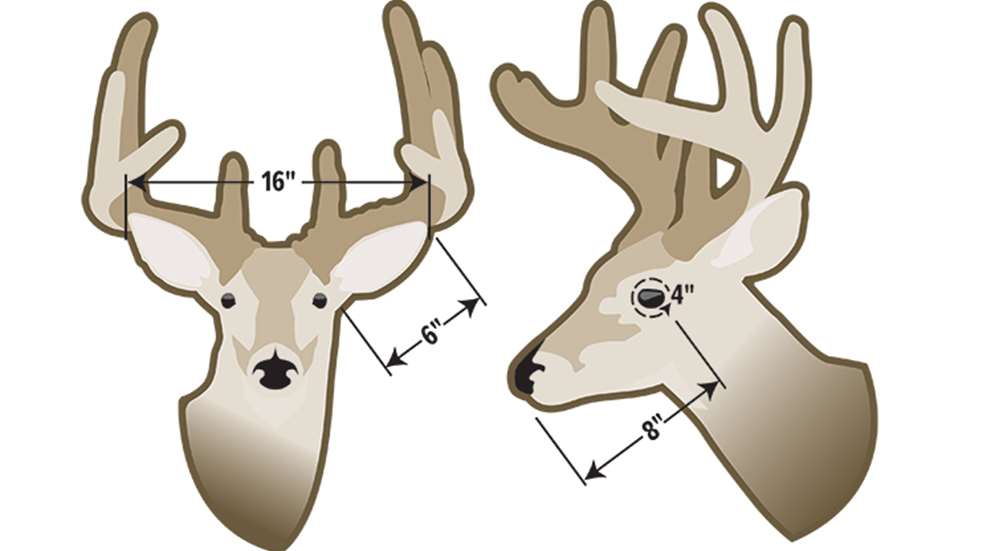 summer_bucks_f.jpg
