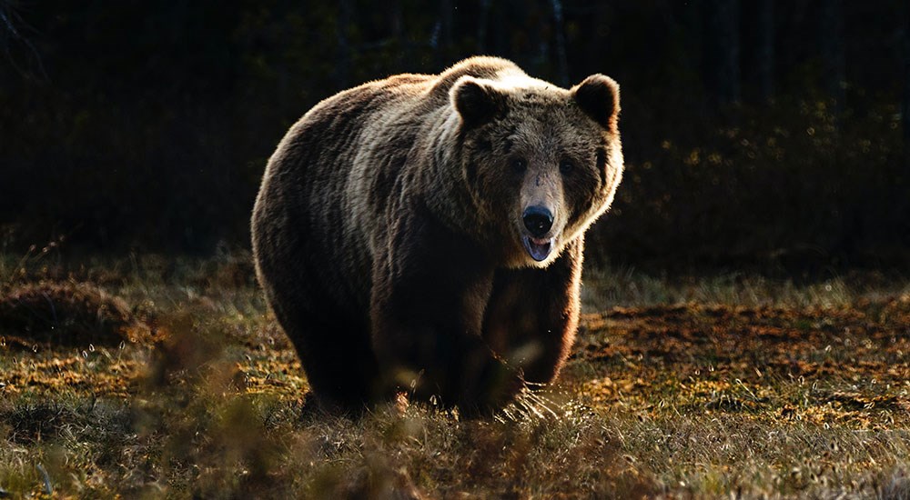 Large Brown Bear