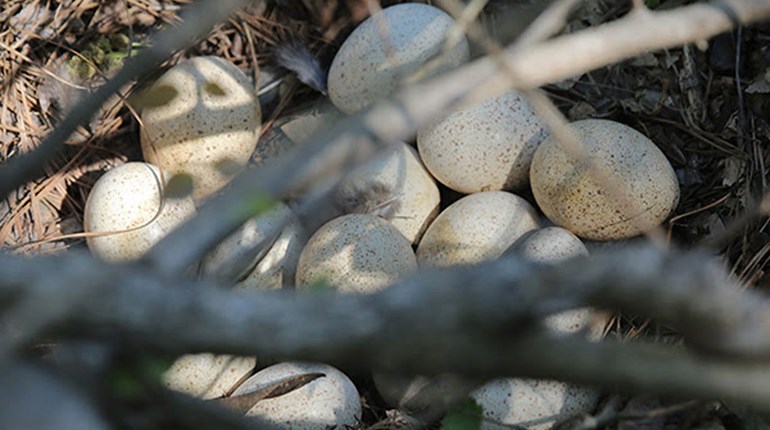 NWTF Research Into Turkey Declines | An Official Journal Of The NRA