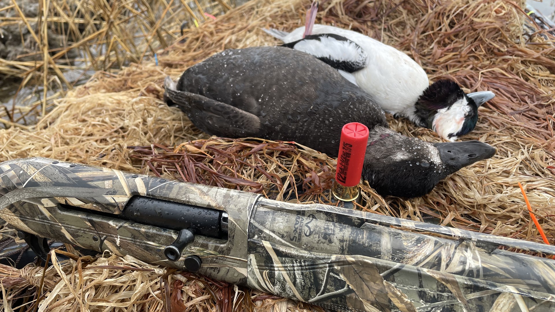 Ducks and shell