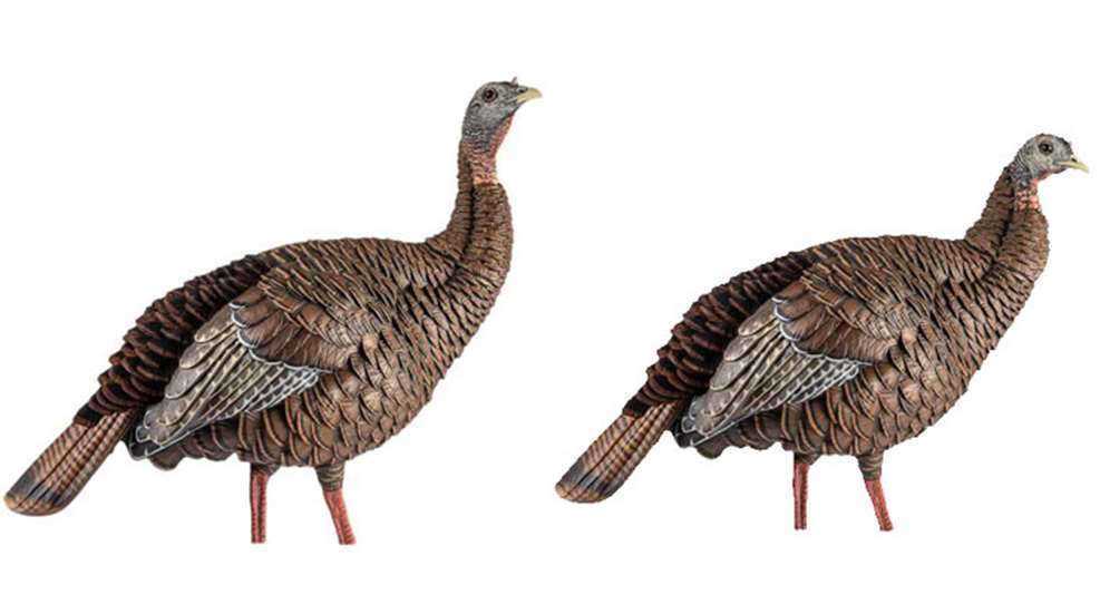 hdr-hen-lead.jpg