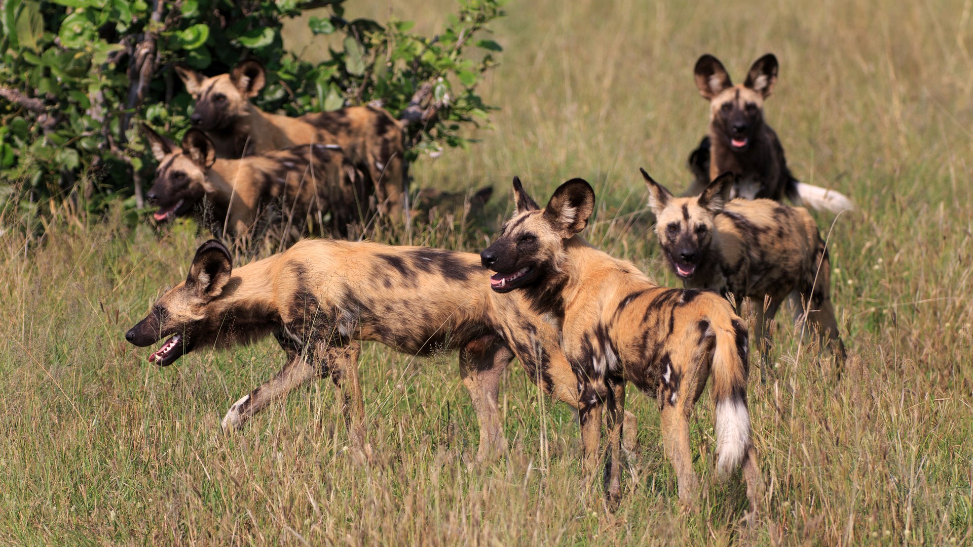 Pack of hyenas