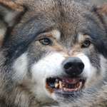 wolf_lead_f.jpg