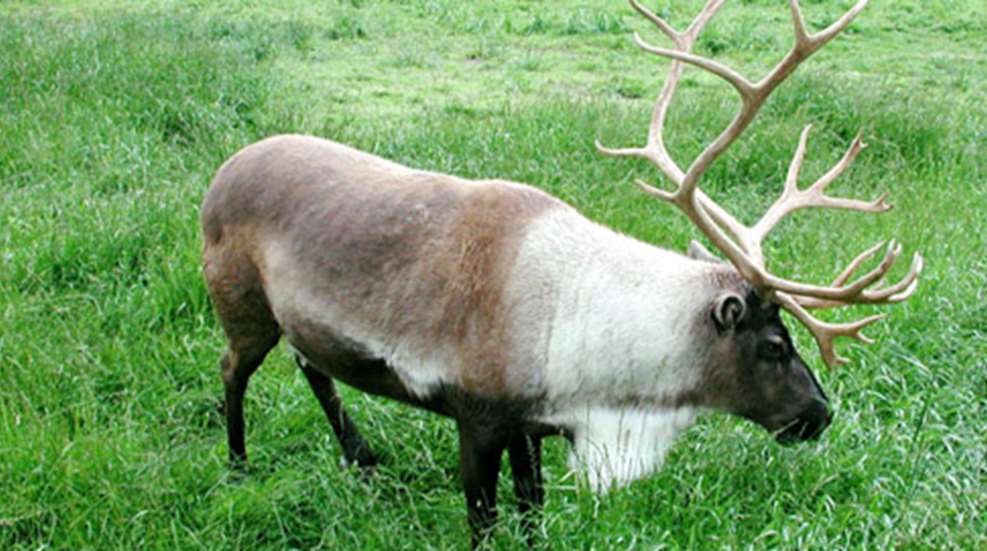 201281791021-caribou_profile_h.jpg