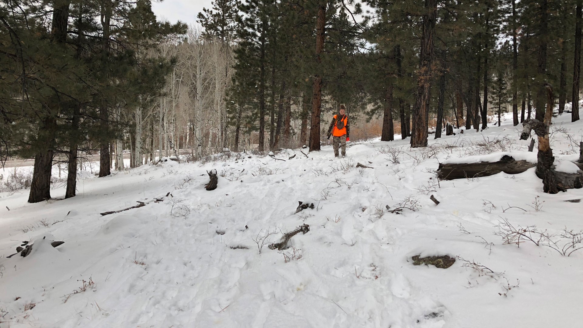 Examining the tracks of an elk herd in the snow.