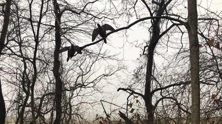Two dove decoys silhouetted high up in a tree