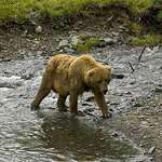 grizzly_update_2.jpg