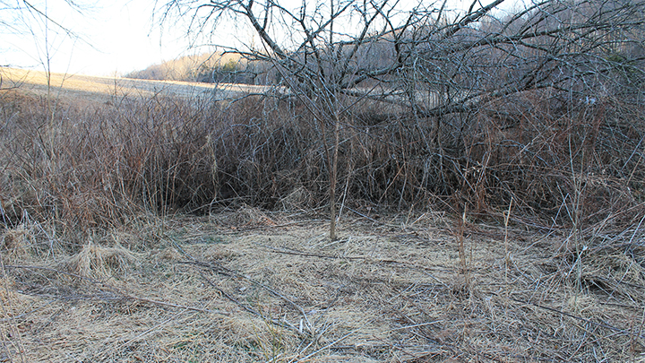 Deer Bedding Area