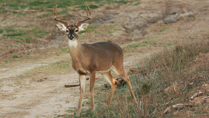 Whitetail Buck Quartering Toward