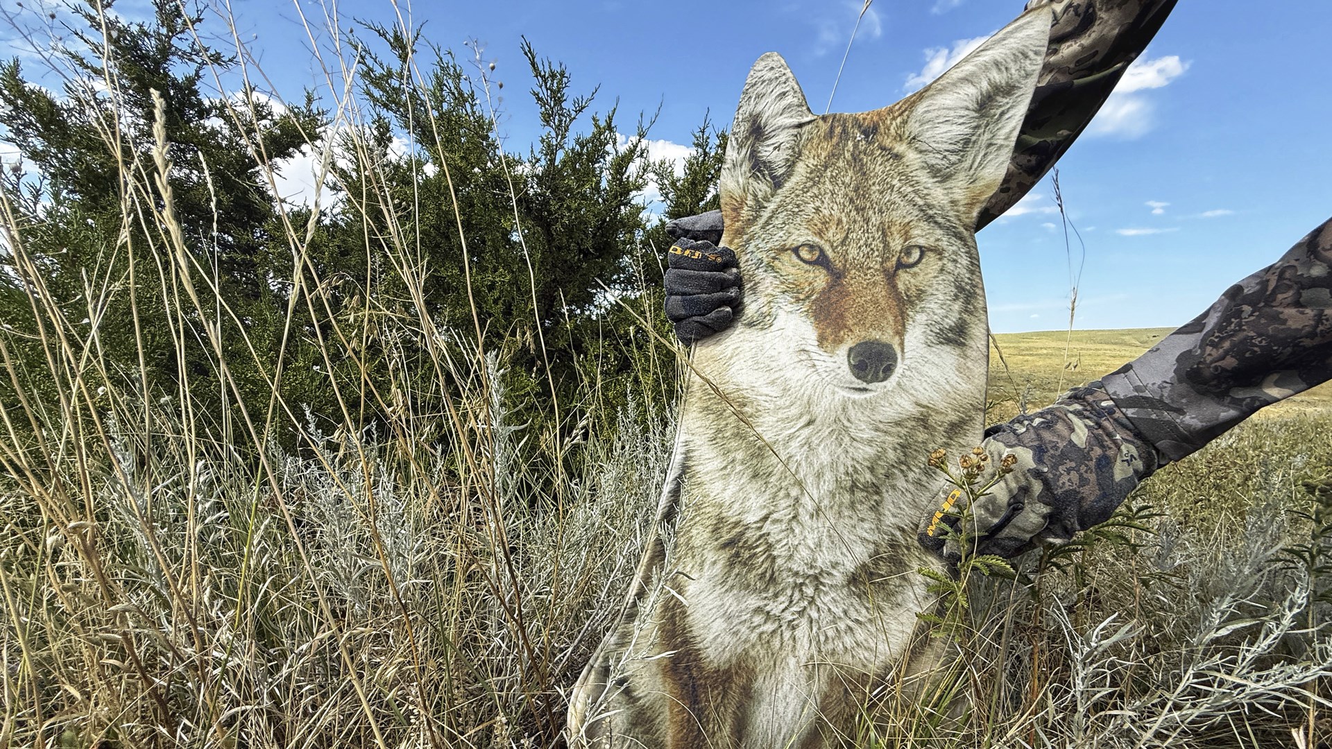 Sitting Coyote decoy