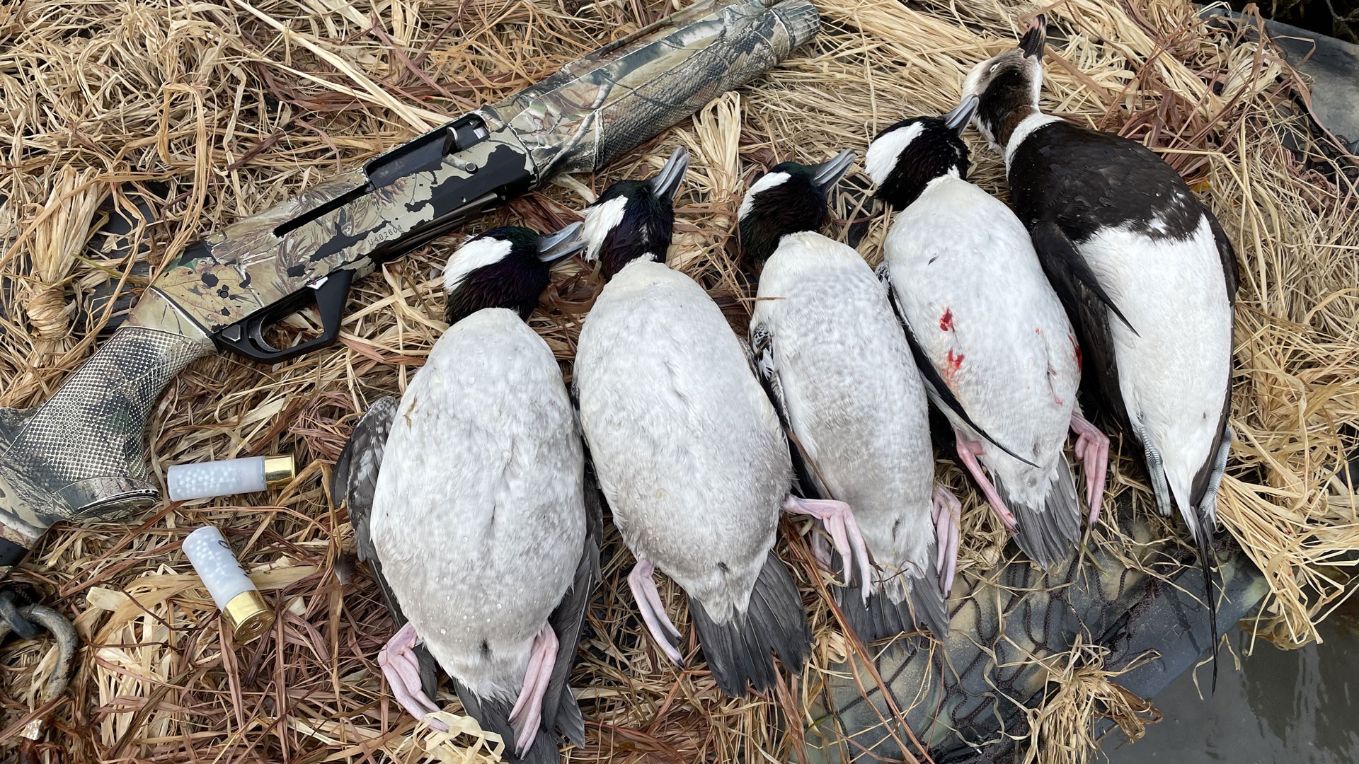 Birds and gun