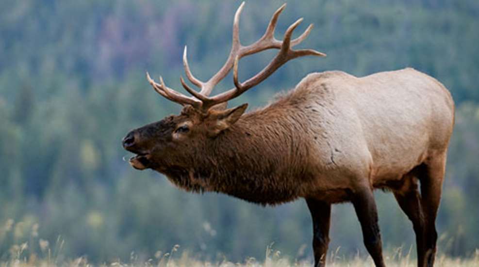 2012928132852-everyman_elk_f.jpg
