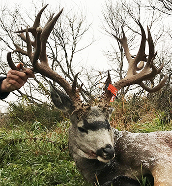 Largest Mule Deer In The World