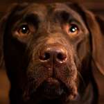 Traveling To Canada With Dogs Lead
