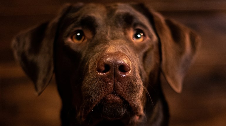 New CDC Rules to Affect Hunters Traveling to Canada with Dogs | An Official Journal Of The NRA