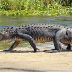 Hogs And Gators On Floridas Space Coast Lead