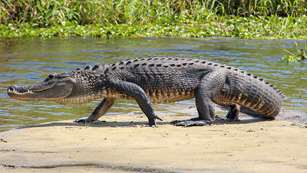 Hogs And Gators On Floridas Space Coast Lead