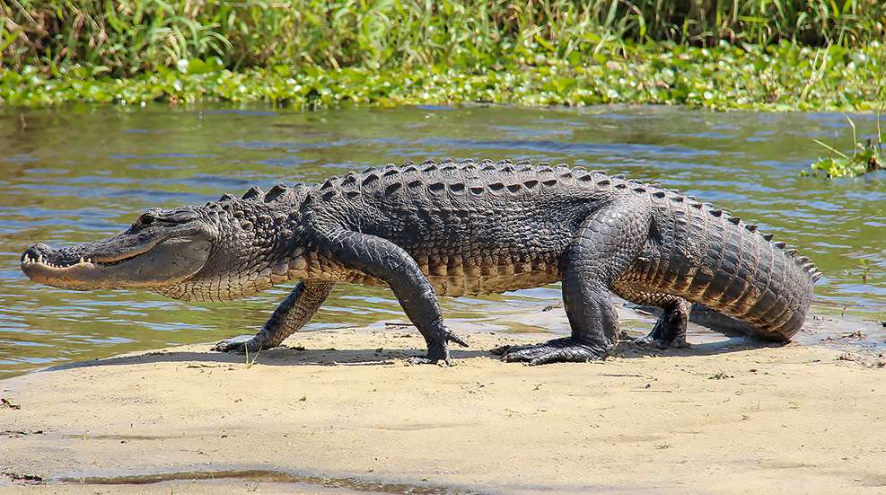 Hogs And Gators On Floridas Space Coast Lead
