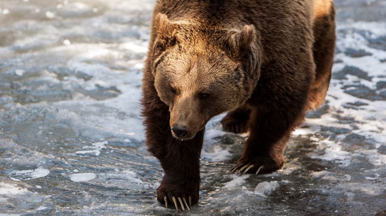 Will Grizzly Bear Management be Returned to the States? | An Official Journal Of The NRA