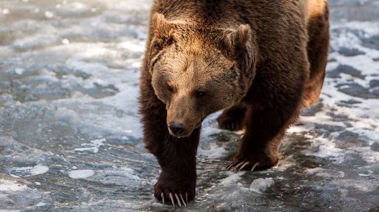 Grizzly Bear In The Water