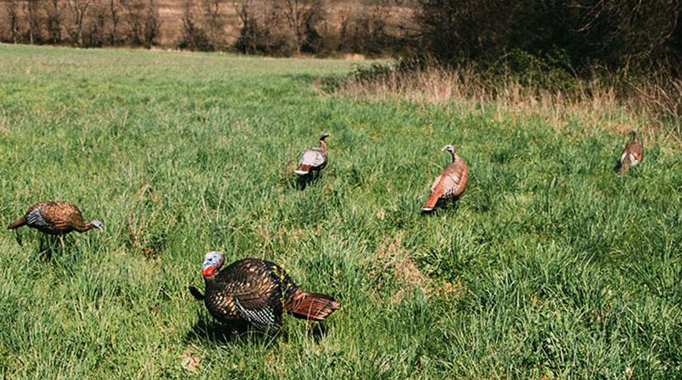 fieldgobblers_lead.jpg
