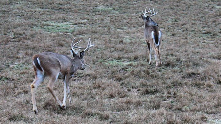 Whitetail Bucks