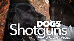 dogs_ah2015_fs.jpg (19)