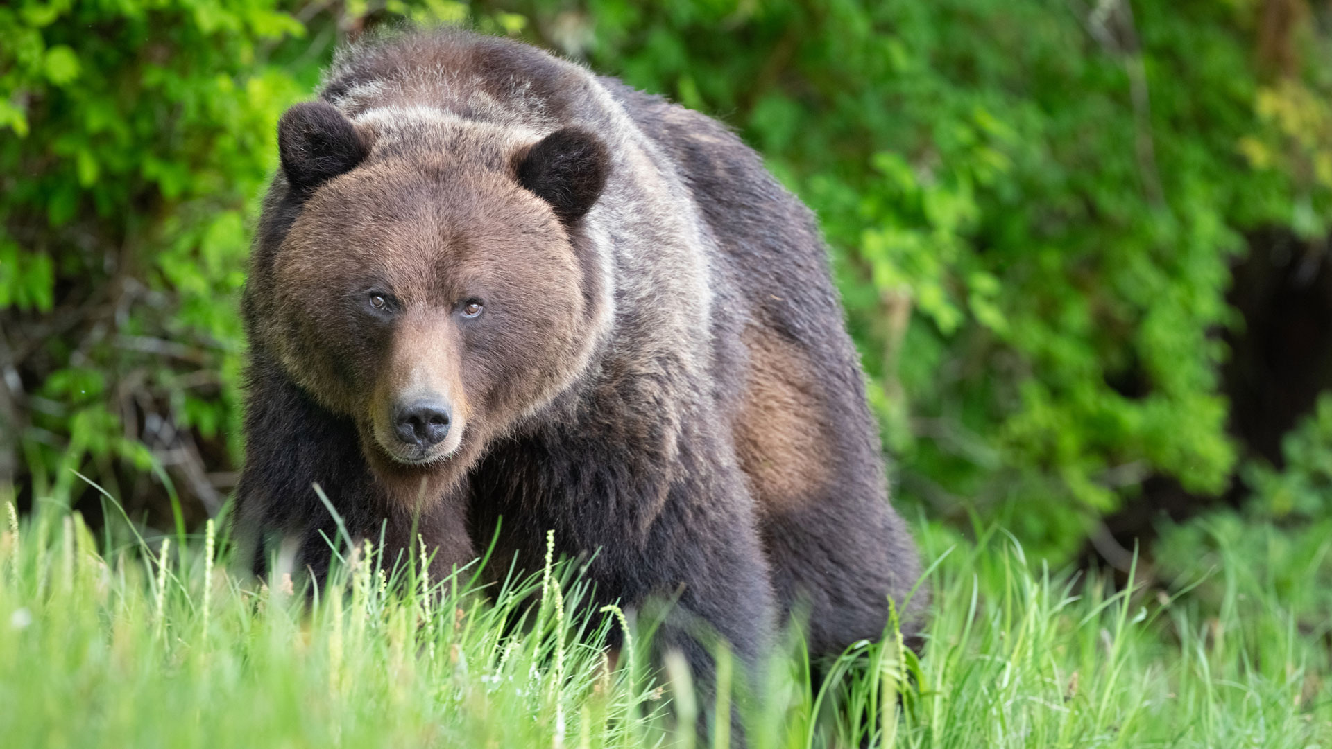 10 Tasty Bear Recipes From Hunters - Wyoming Wildlife Federation