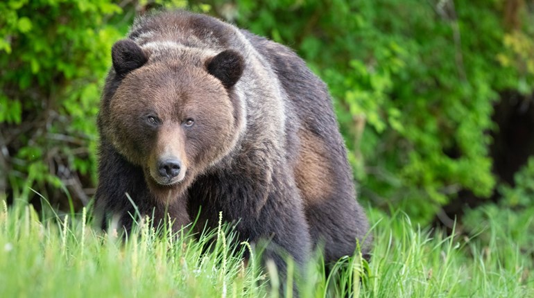 Wyoming Grizzly Bear Attack Reignites Debate | An Official Journal Of The NRA