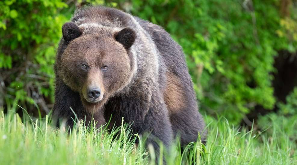 Grizzly Bear Glowering