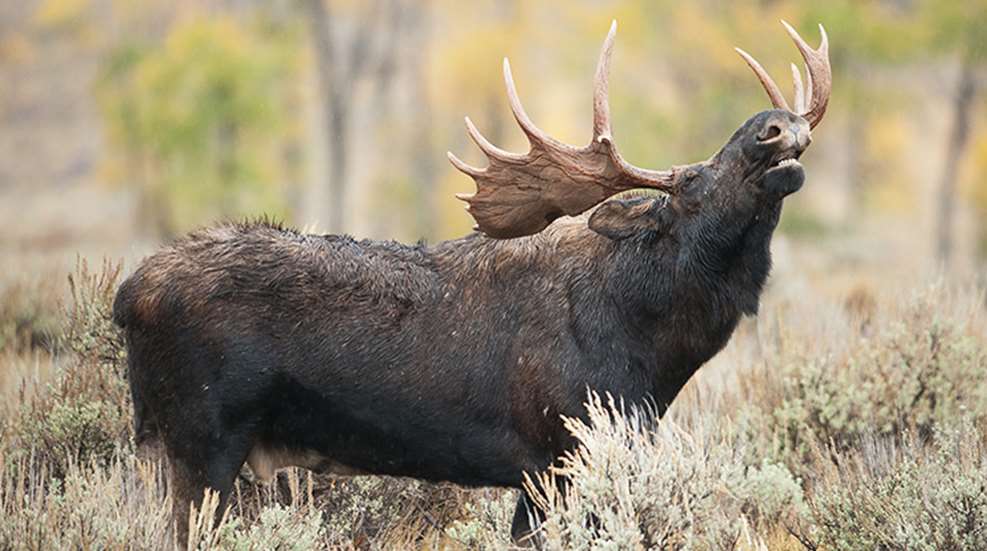 esa_moose.jpg