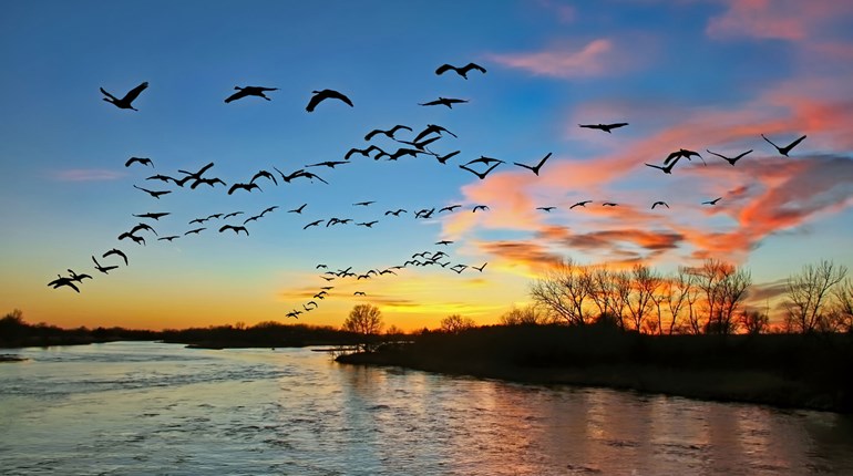 Ducks Unlimited to Rejuvenate Nesting Habitat in Nebraska | An Official Journal Of The NRA