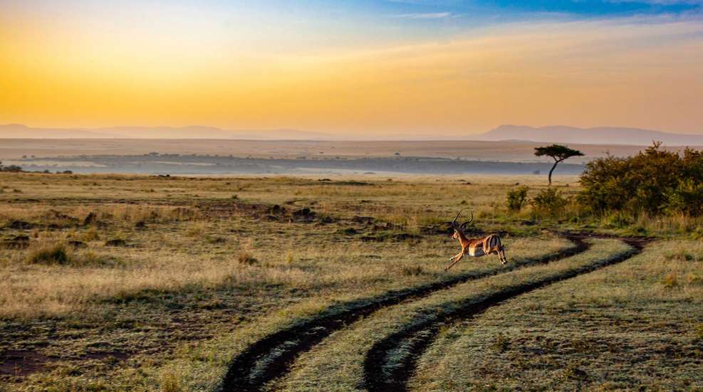 Kenya At Sunset